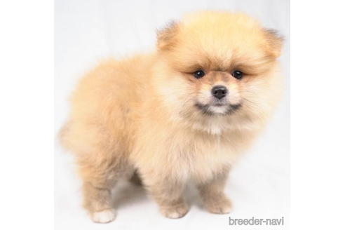 成約済の東京都のポメラニアン-188142の4枚目